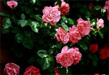 蔷薇如何自然繁殖？"