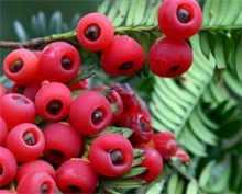 红豆杉种植的养护方法"