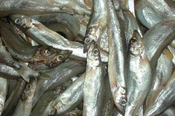 多春鱼市场价格多少钱一斤 多春鱼的营养价值