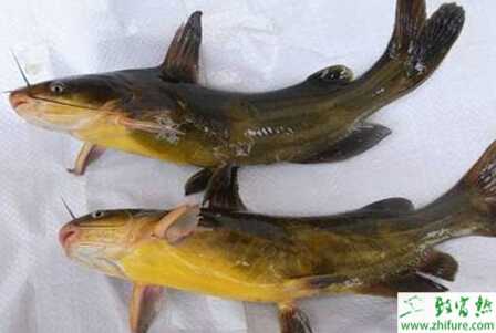 池塘自然繁殖黄颡鱼的技术"