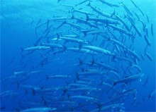 沙丁鱼迁徙展开“海底之战”