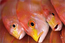 怎么养热带鲷鱼