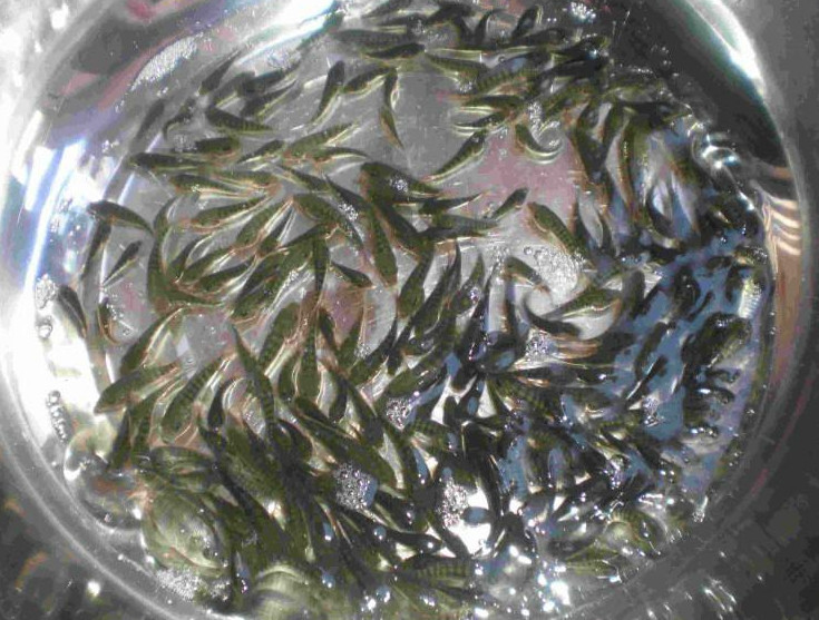 鱼种的培育技术及鱼种饲养方法