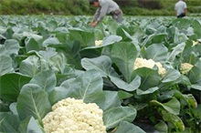 花椰菜--农村创业网