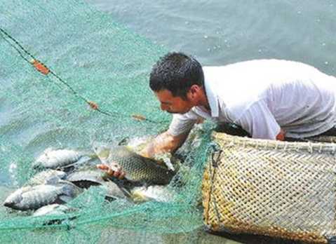 罗非鱼养殖的四大技术要点"