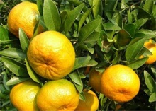 橘子种植无病苗的培育