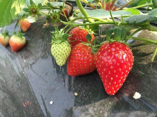 种植草莓如何施肥能增加甜度？"