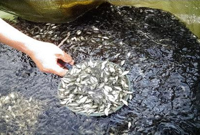 常规鱼鱼种培育的几点要求