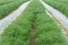 茴香的科学灌溉技术--农村创业网