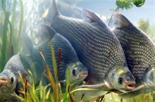 池塘鳊鱼养殖的技术"