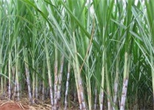 春季甘蔗种植技术 农村创业网