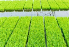 水稻秧苗期怎么管理