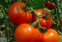 农业物联网在大棚西红柿种子种植中应用分析"