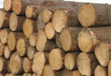清镇市木材经营安全生产大检查