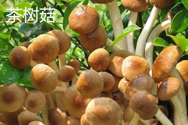 滑子菇、松茸、茶树菇之间的区别是什么 滑子菇价格多少钱一斤