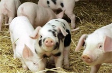 冬季养猪需要注意的事项 农村创业网