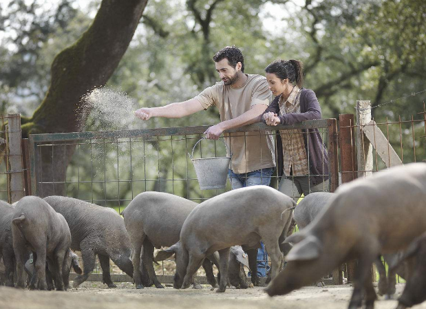 养猪场效益在母猪 母猪健康在管理及生命源