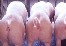 猪脱肛的原因和防治方法"