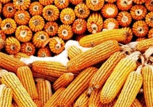 玉米期货--农村创业网