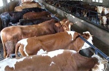 肉牛养殖节粮有法 农村创业网