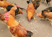 养鸡人防御鸡病先弄清传播途径 农村创业网