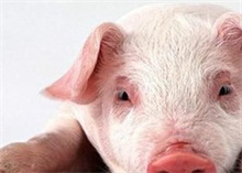 春节，是猪价最大的一个“陷阱”？ 农村创业网