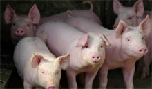 夏季生猪养殖解暑方法 农村创业网