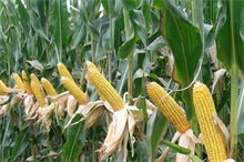 玉米--农村创业网