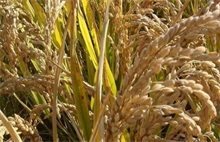 超期粳稻拍卖持续 粳米行情仍将低迷 农村创业网