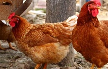 鸡养殖过程中的注意问题"