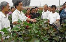 长江流域棉花区灾后生产技术指导意见 农村创业网