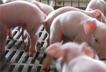 仔猪出生第一周的饲养管理要点 农村创业网