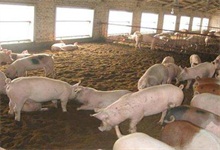 养猪使用解热类药物应遵循五原则"