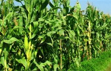 玉米种植 农村创业网