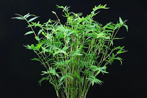 竹子可以净化空气吗 有吸甲醛的作用吗