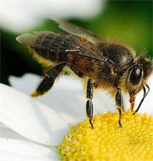 蜜蜂的自然分蜂（上）