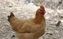 转基因鸡给抗禽流感带来希望