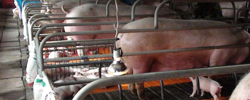 农村小型养猪场污水处理方法