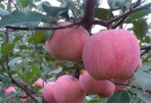苹果种植缺钙的补救