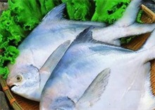 温州鲳鱼身价贵过小黄鱼
