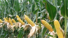 玉米种植技术之小斑病防治