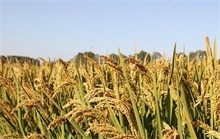水稻种植技术之水稻移苗移栽技术
