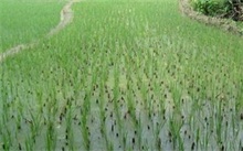 水稻简化种植技术