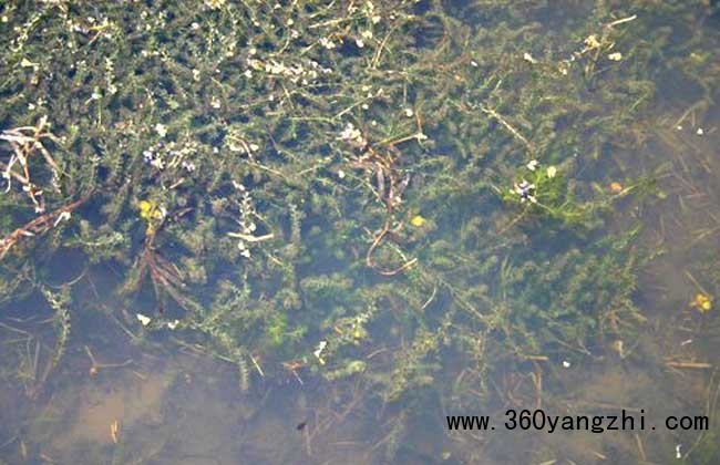 龙虾池水草种植技术