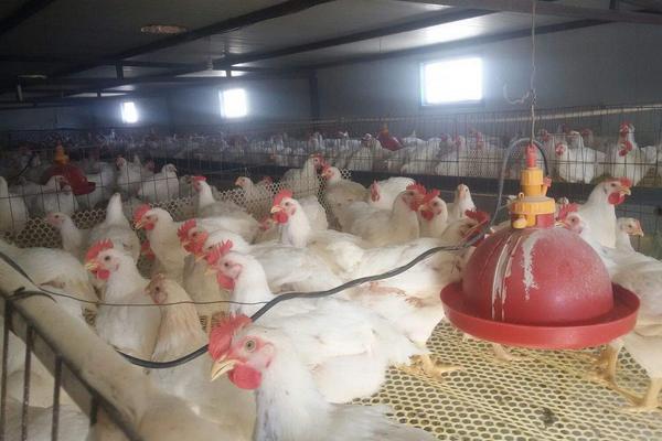 2018养白羽肉鸡赚钱吗？白羽肉鸡养殖的利润与投资成本及前景预测