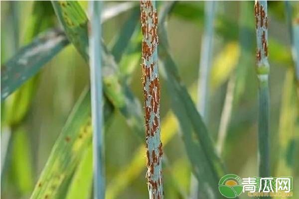 小麦中后期的常见虫害及防治措施
