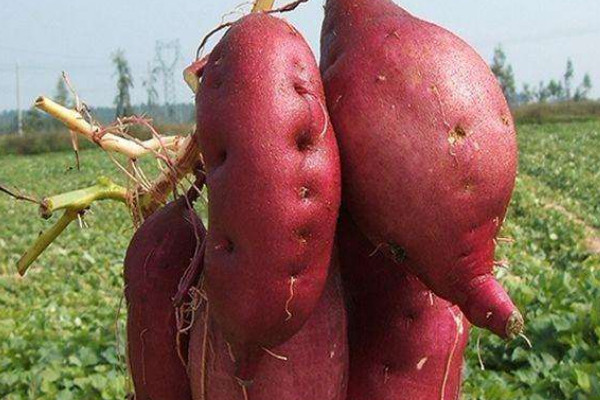 红薯种植方法及施肥