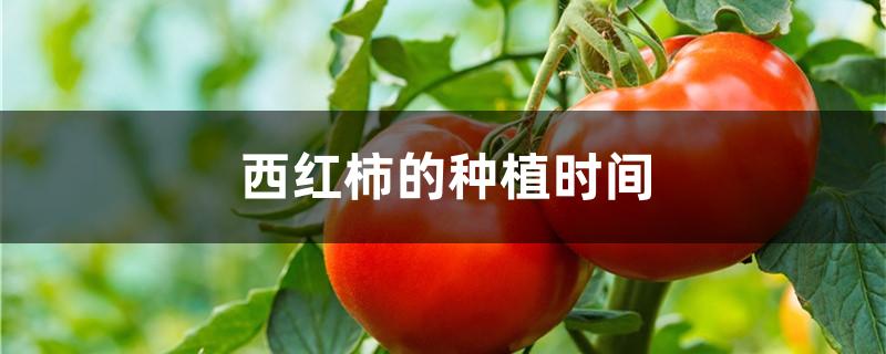 西红柿的种植时间