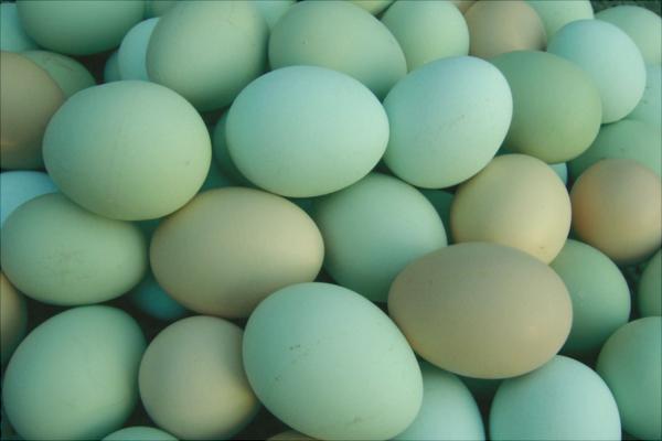 绿壳蛋鸡哪个品种好？