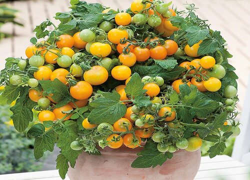 盆栽番茄如何养护施肥长更多"